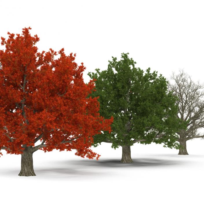 3D model Red Oak Old Tree Set